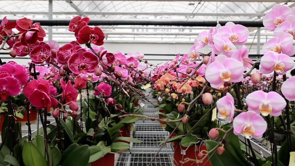 年味渐浓 新春的幸福与活力涌动