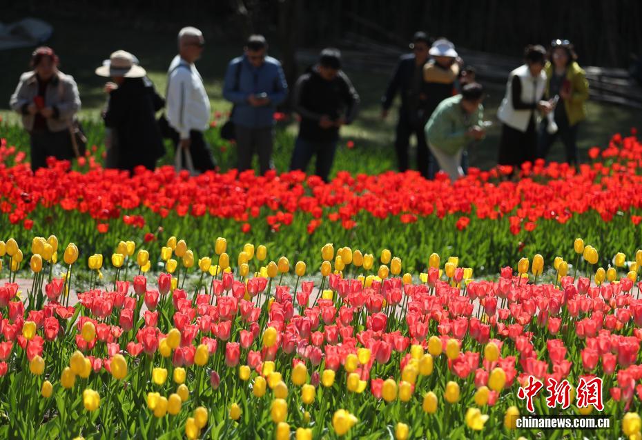云南永仁方山百花争艳游人如织