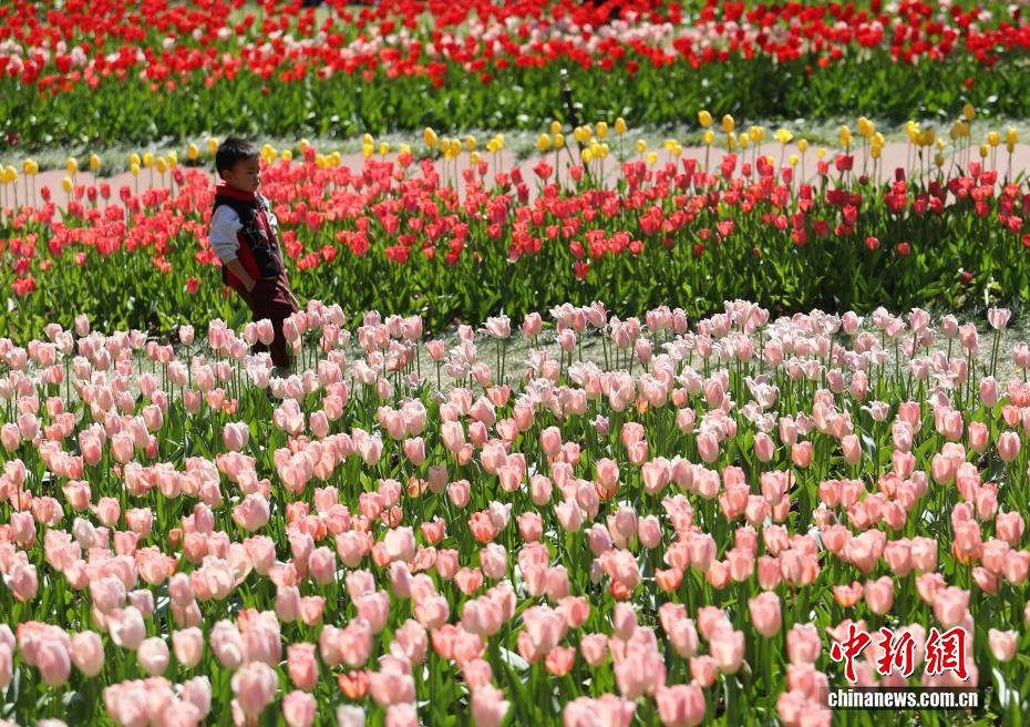 云南永仁方山百花争艳游人如织