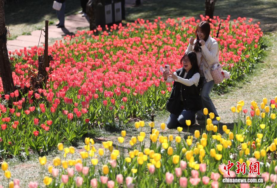 云南永仁方山百花争艳游人如织