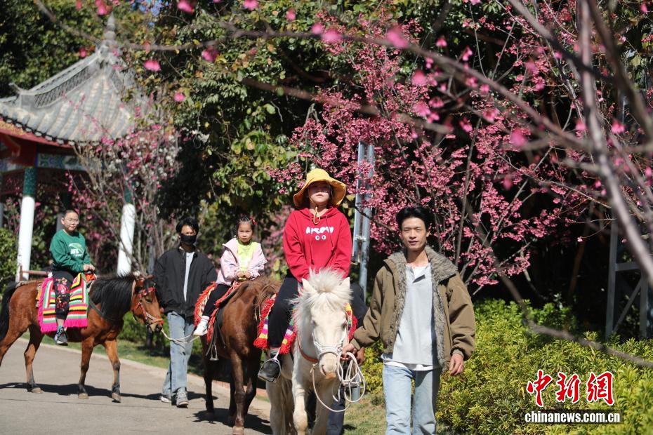 云南永仁方山百花争艳游人如织