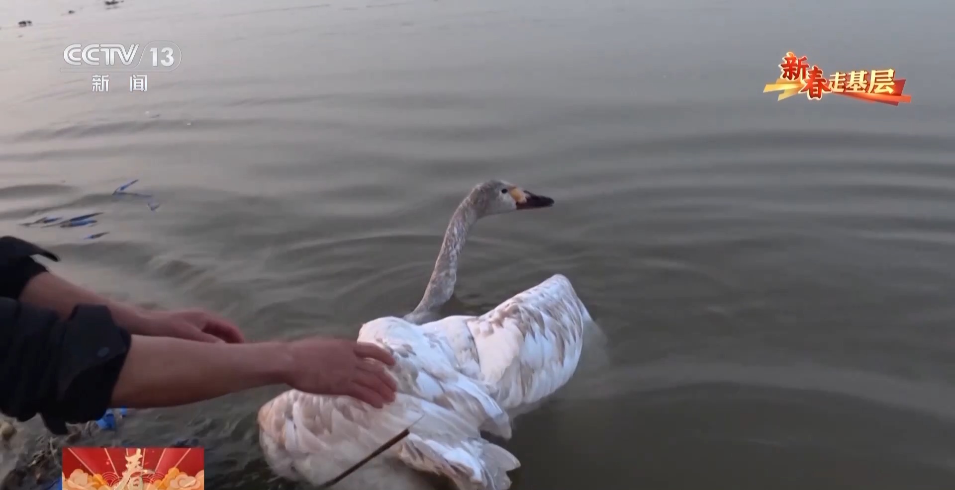 新春走基层丨父子接力书写洞庭湖畔的护鸟故事