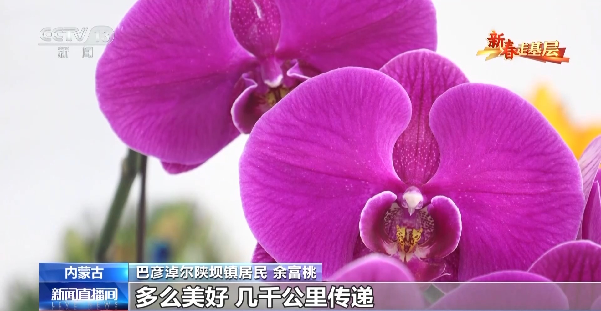 新春走基层丨千里花香递温情 特别的爱给特别的你 新春走基层丨千里花香递温情 特别的爱给特别的你