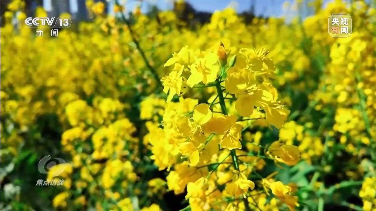 焦点访谈丨从春天出发 春日经济供需两旺活力足