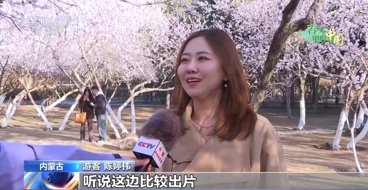 视频丨樱花漫山、山桃映古建……清明踏青地图请收好