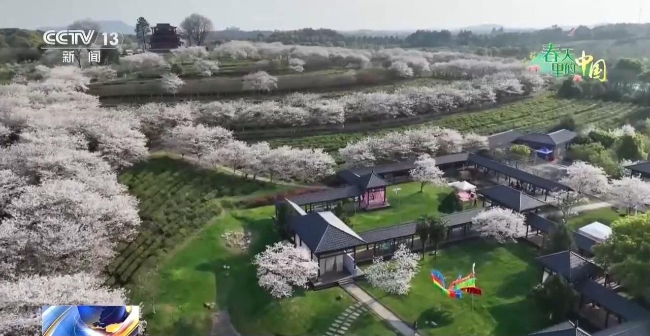 视频丨樱花漫山、山桃映古建……清明踏青地图请收好