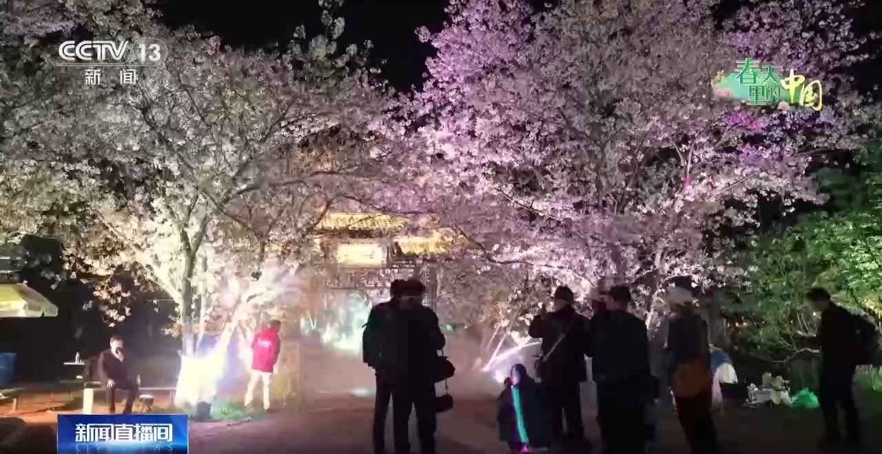 视频丨樱花漫山、山桃映古建……清明踏青地图请收好