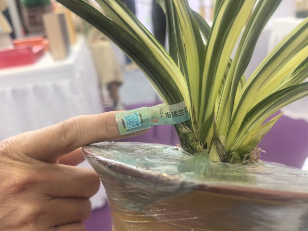 新华鲜报｜搬上云端 鲜花经济迎绽放