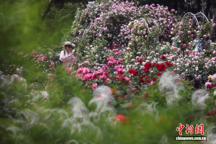 南京:繁花似锦香满园