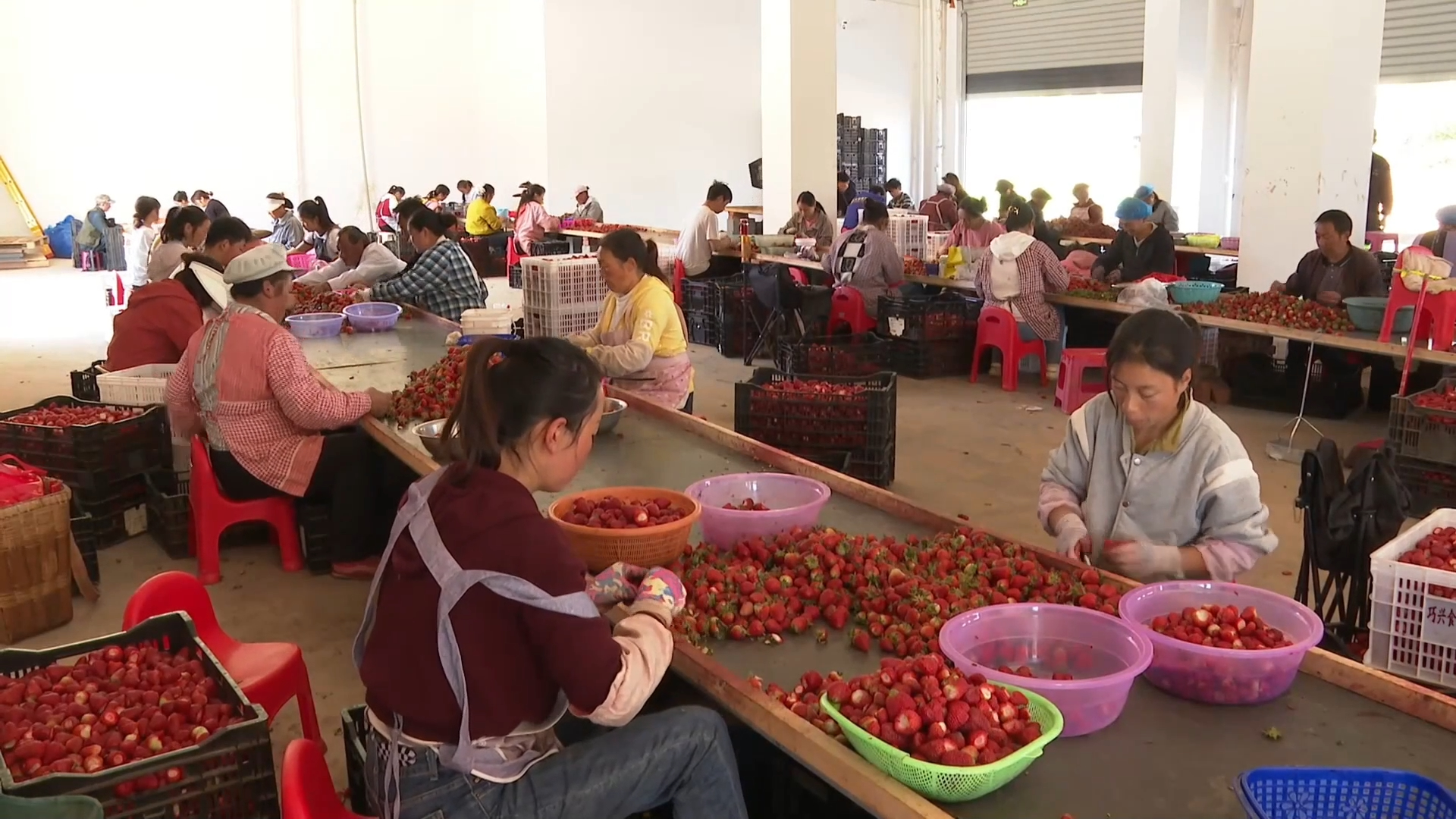新华视点|一地一特色 产业促振兴