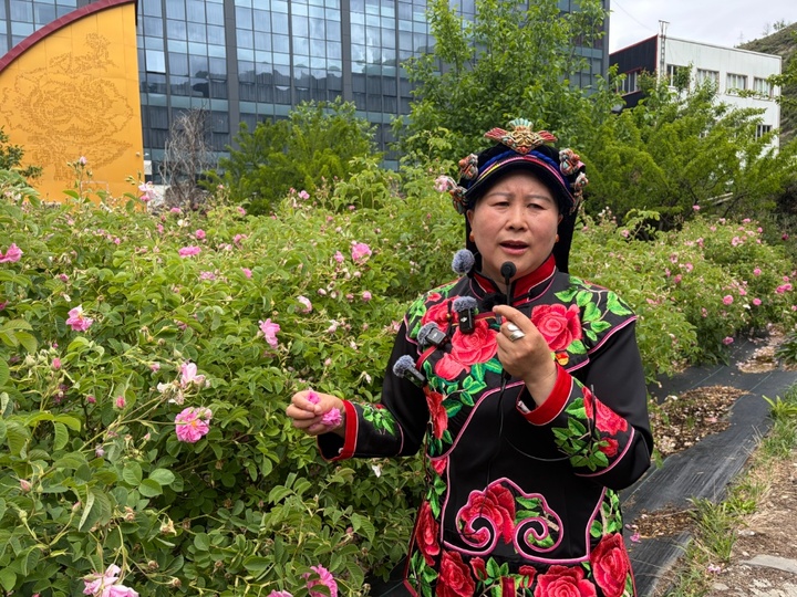 美丽中国行 | 夹金山下，野猪拱地拱出一个玫瑰产业