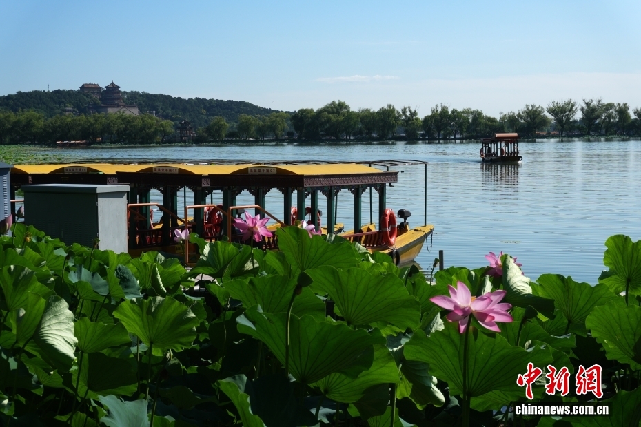 一池荷花盘活夏日经济!北京13处公园打造新消费场景 一池荷花盘活夏日经济!北京13处公园打造新消费场景
