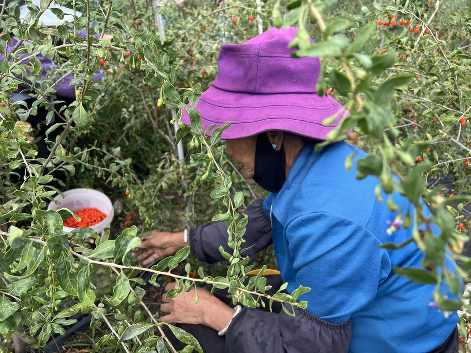 【“十四五”西藏发展成就网络巡礼】西藏林芝麦巴村:生态产业发展的“双色答卷” 【“十四五”西藏发展成就网络巡礼】西藏林芝麦巴村:生态产业发展的“双色答卷”