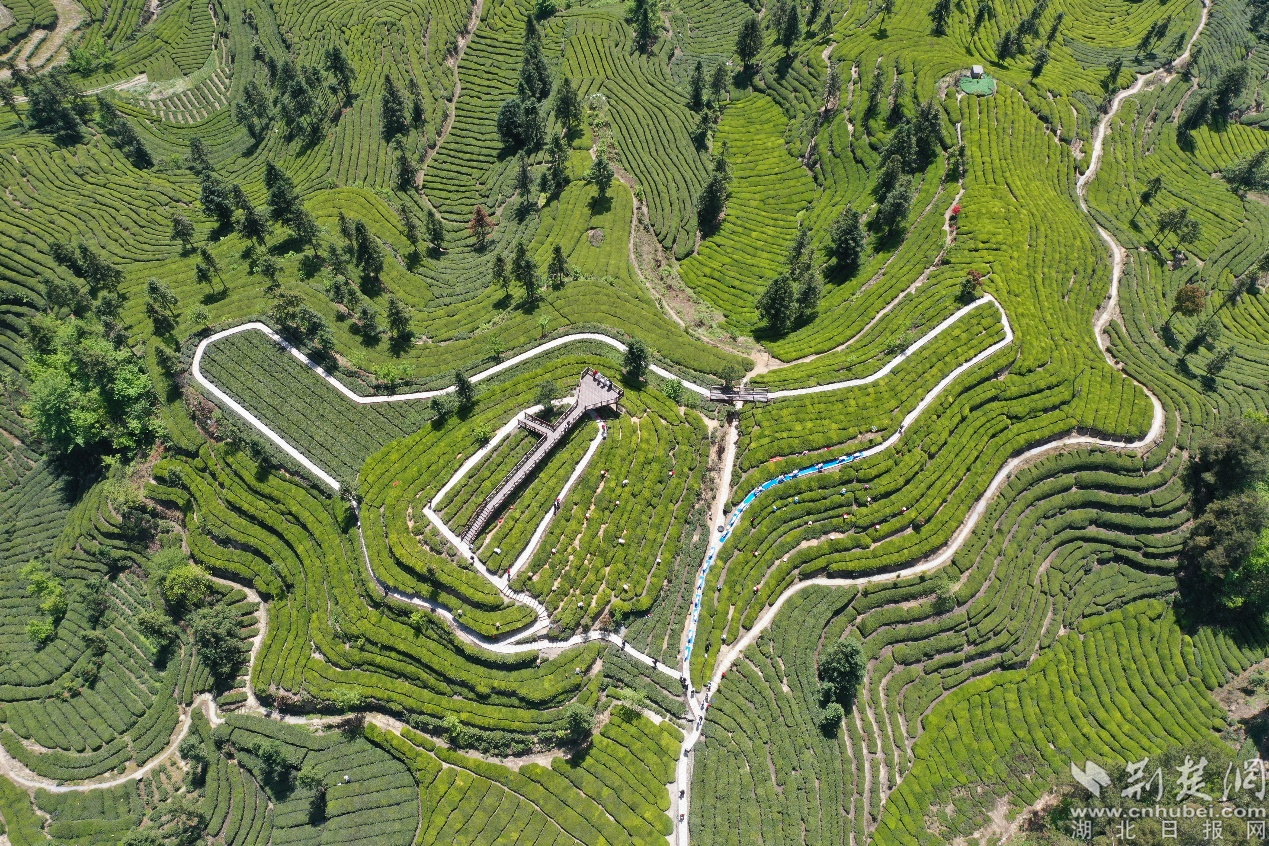 【樱花又开放——疫后重振看湖北】探访宜昌邓村：茶旅融合助推乡村振兴