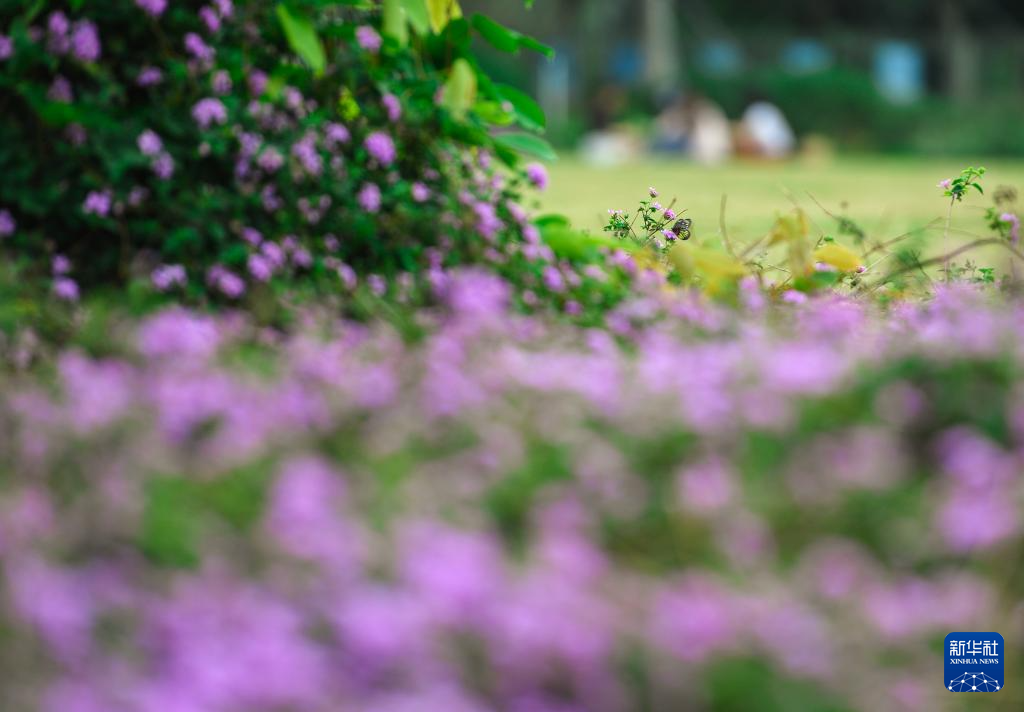 深圳：花开春意暖