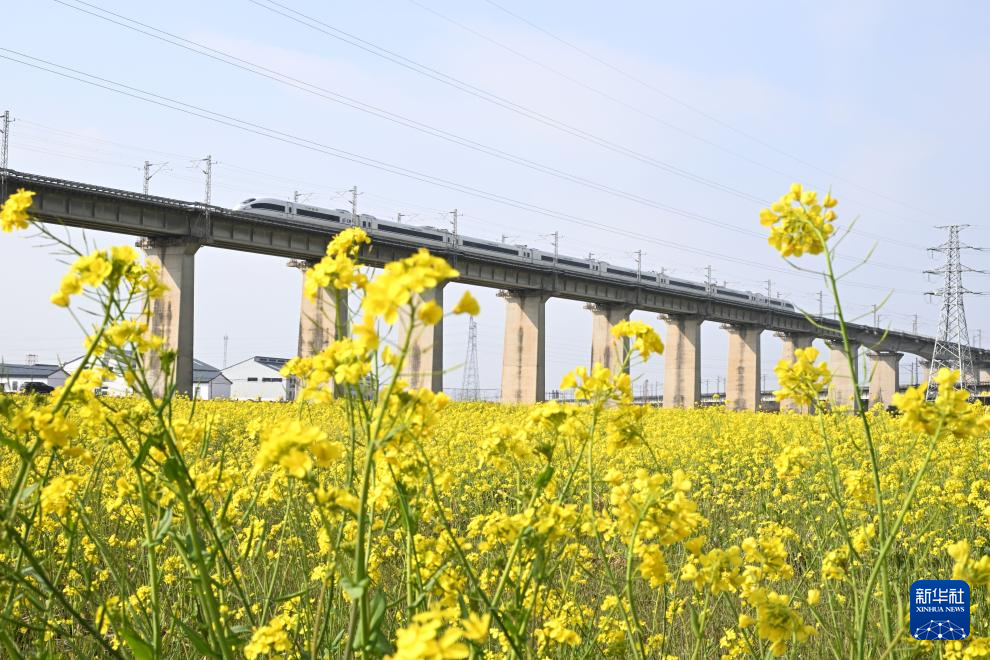 油菜花开春意浓