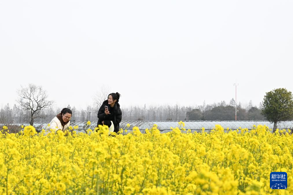 油菜花开春意浓