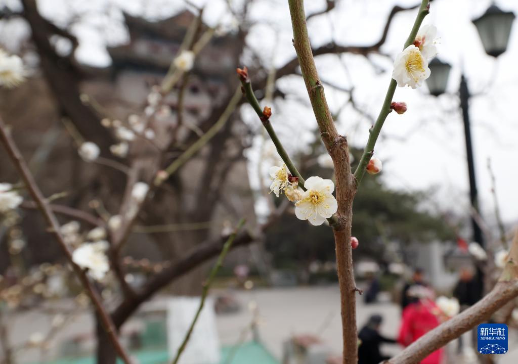 北京：春日梅花香