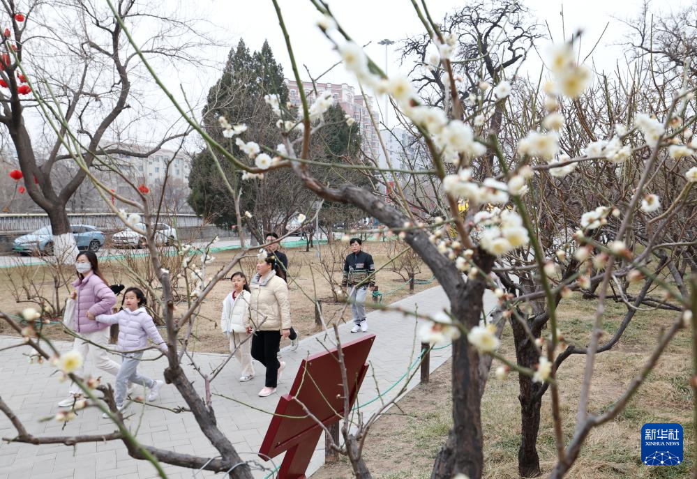 北京：春日梅花香