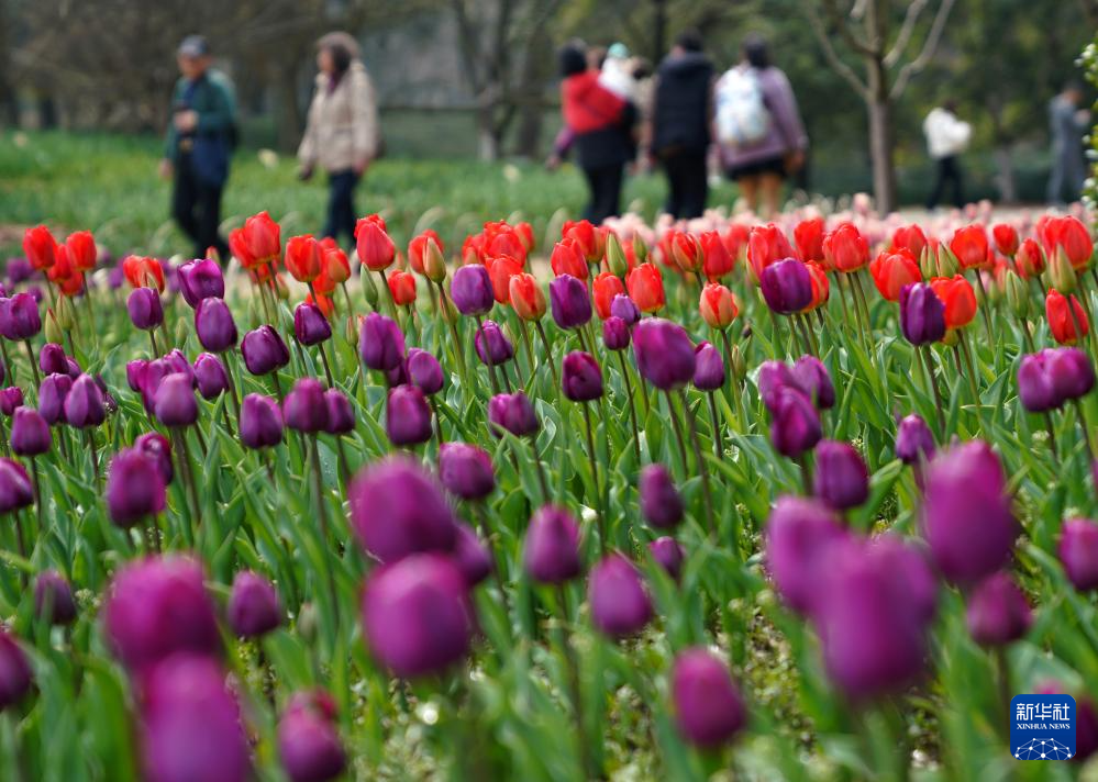 杭州：郁金香花海引客来