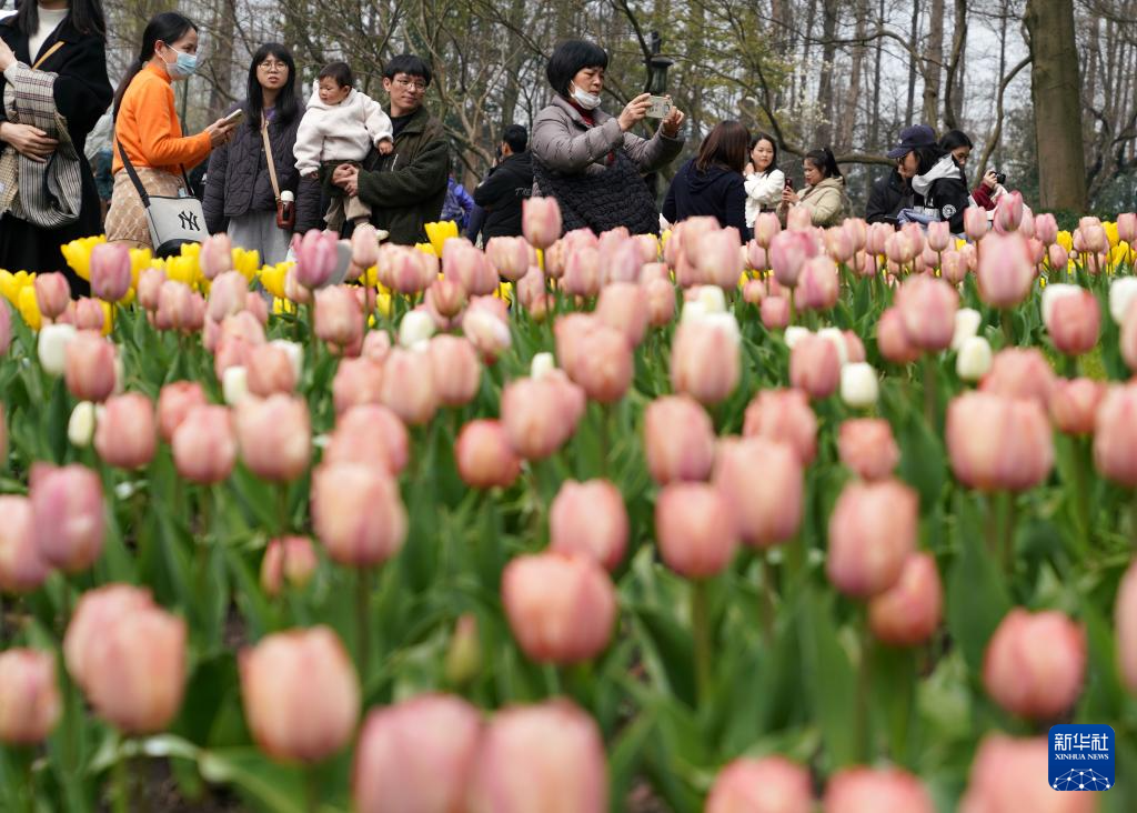 杭州：郁金香花海引客来