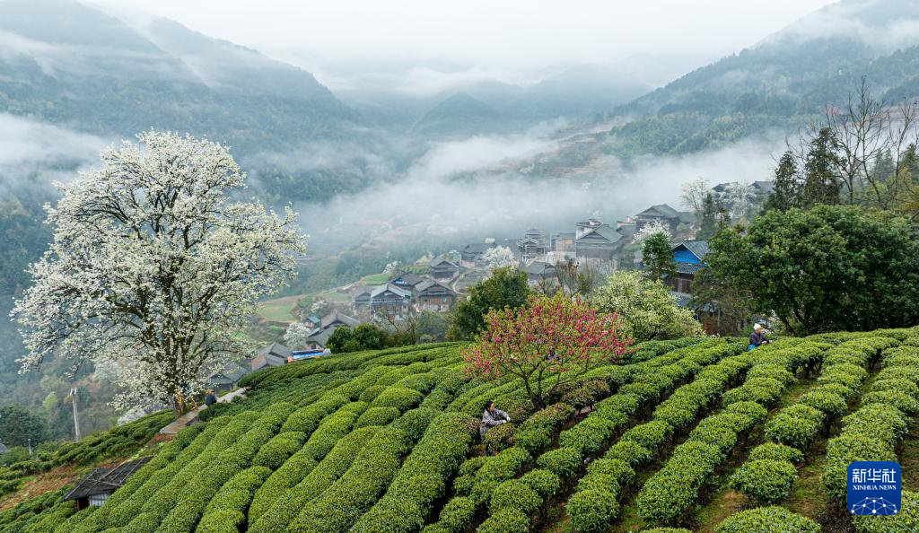 春到茶乡美如画