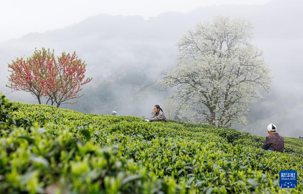 春到茶乡美如画