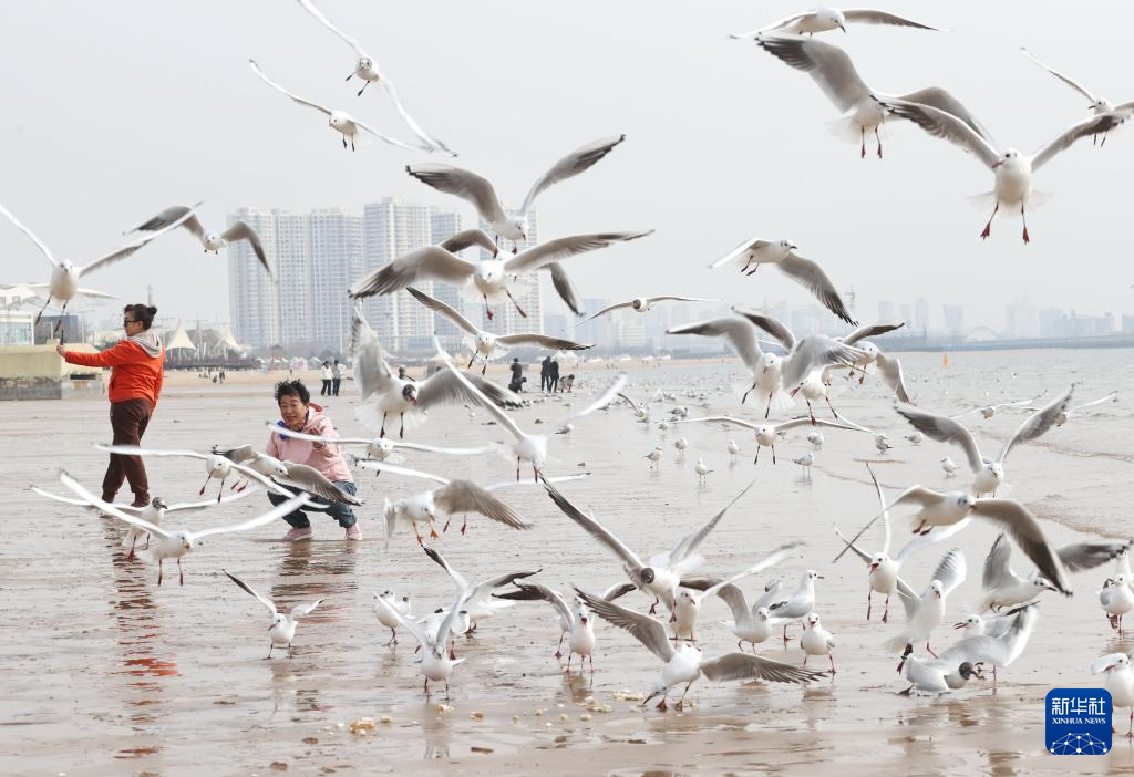 河北秦皇岛：春日和暖海鸥舞