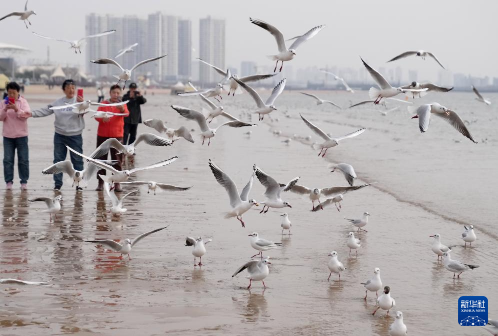 河北秦皇岛：春日和暖海鸥舞