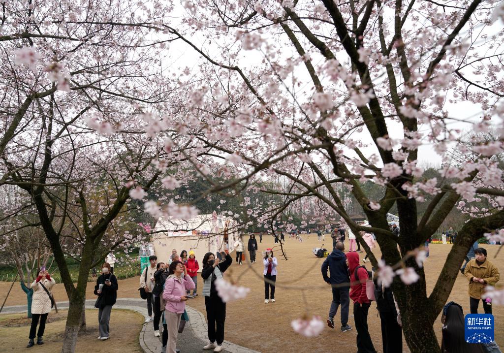 赏花享春景