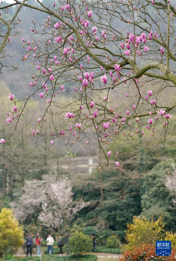 赏花享春景