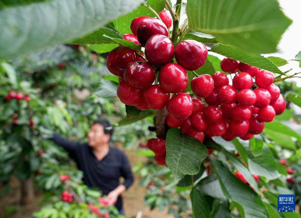 河北山海关：大棚樱桃陆续成熟