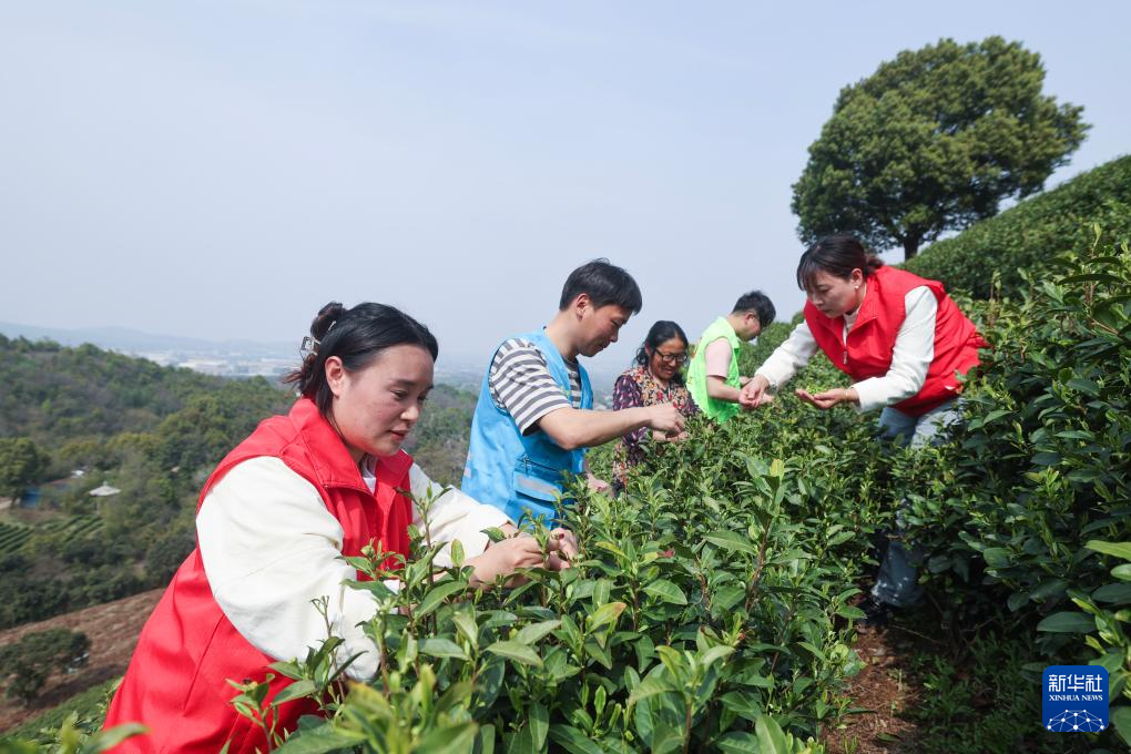 浙江长兴：万亩白茶迎丰收 志愿者护航采茶季