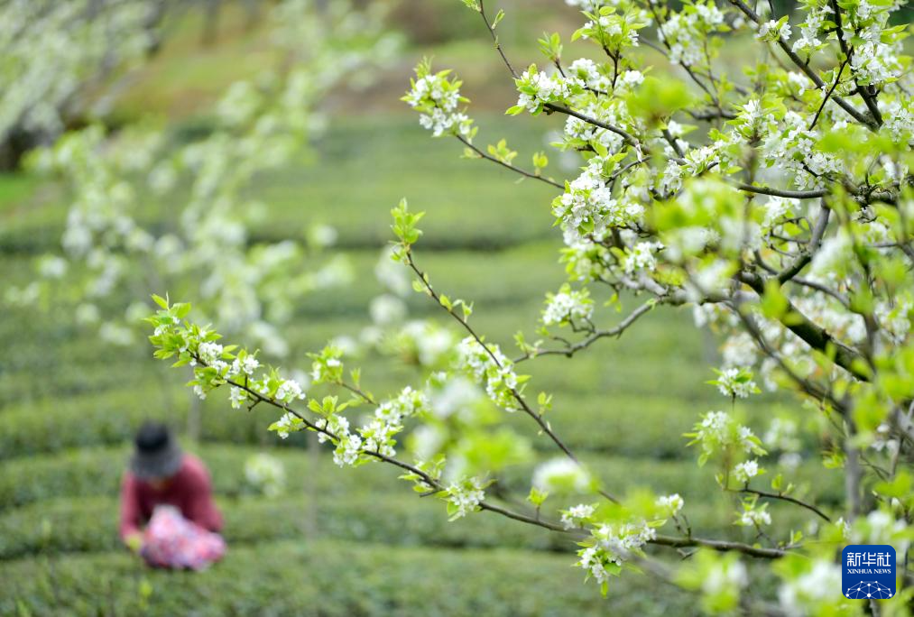 明前采茶忙