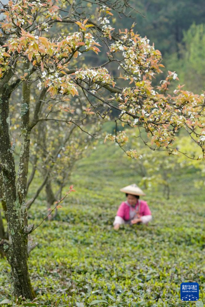 明前采茶忙