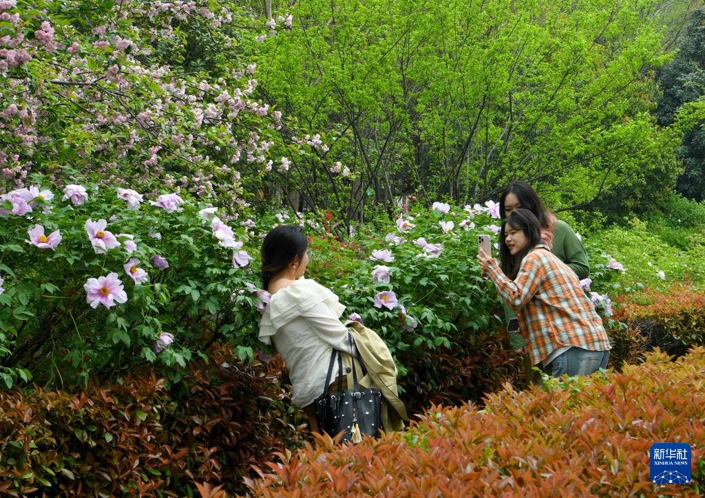 牡丹绽放洛阳城