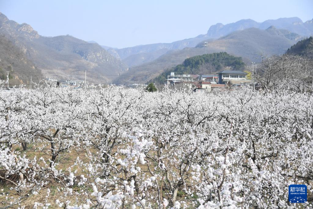 北京平谷：杏花绽放春意浓