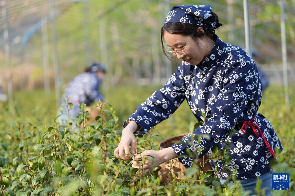 “南茶北种”富农家