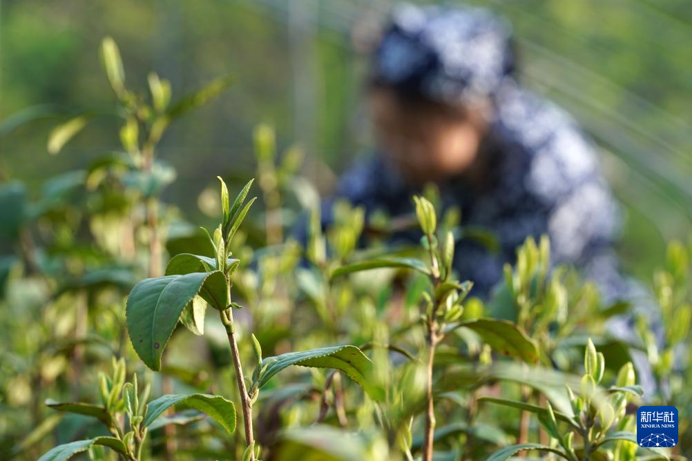 “南茶北种”富农家