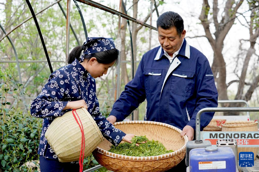 “南茶北种”富农家