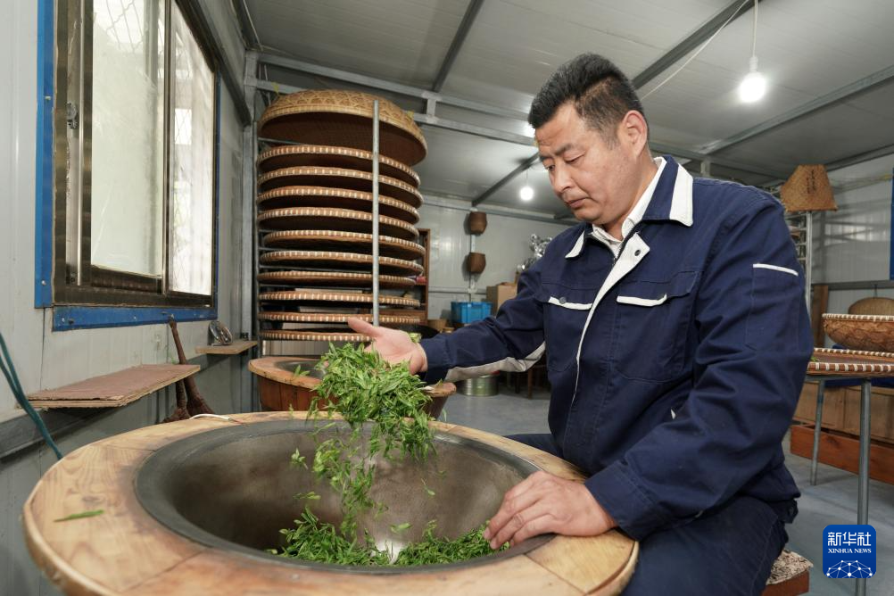 “南茶北种”富农家