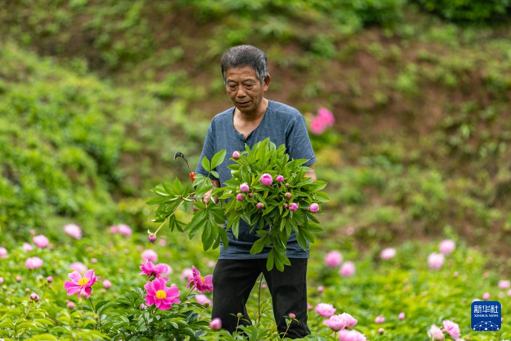 重庆垫江：做好“花文章” 带活“花经济”