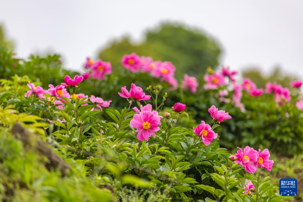 重庆垫江：做好“花文章” 带活“花经济”