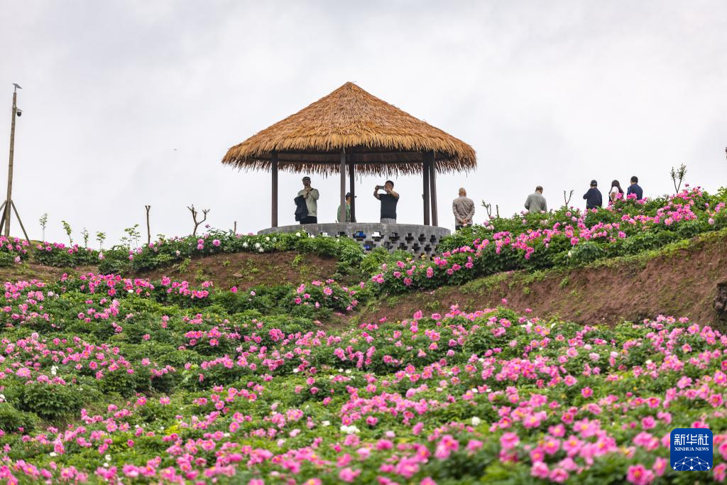 重庆垫江：做好“花文章” 带活“花经济”