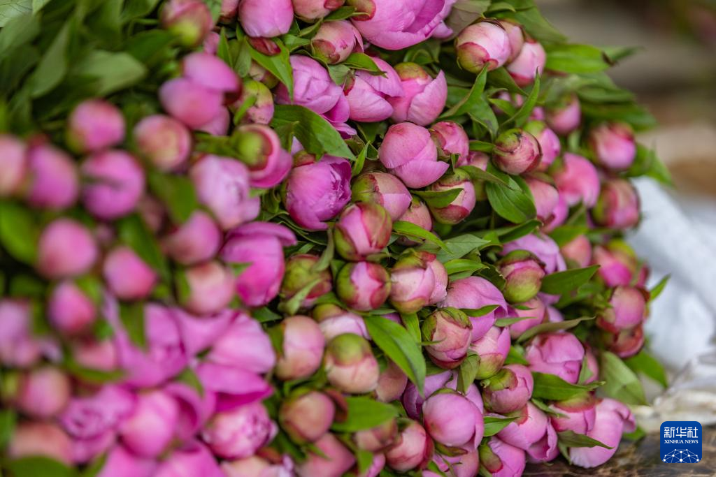 重庆垫江：做好“花文章” 带活“花经济”