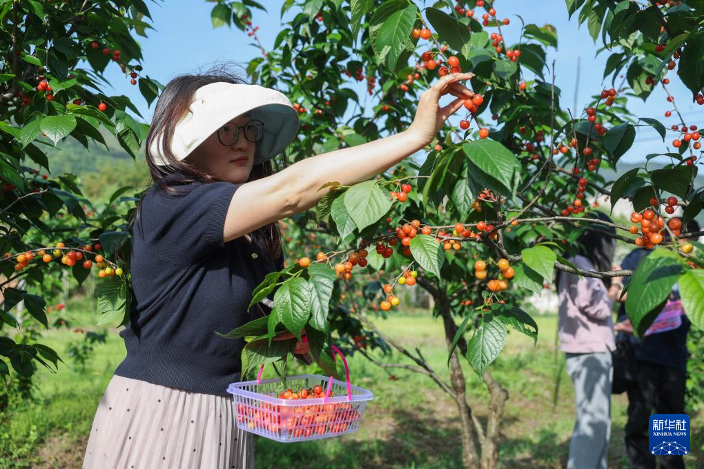 浙江诸暨：樱桃上市助增收