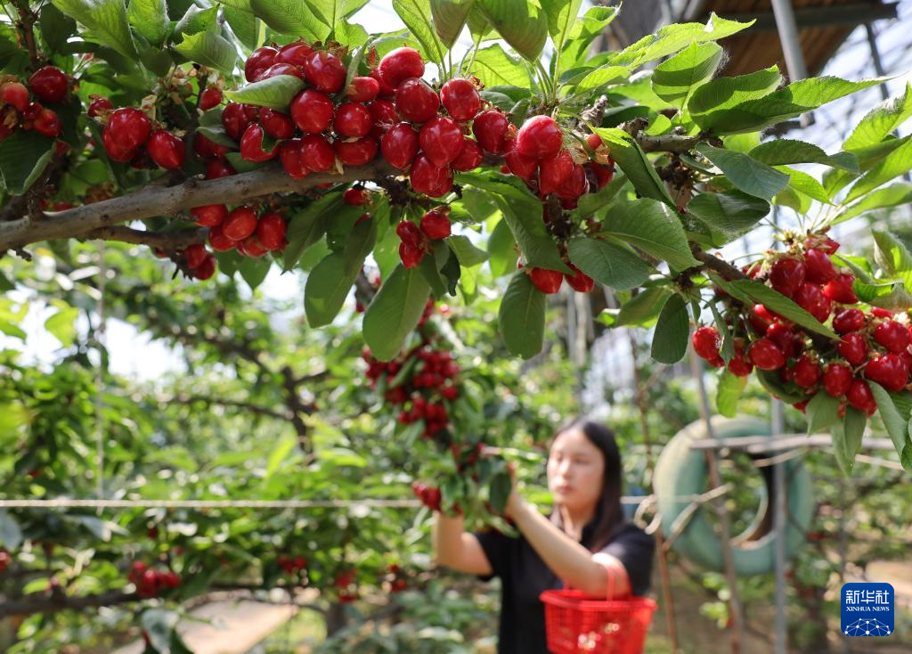 河北晋州：樱桃成熟采摘忙