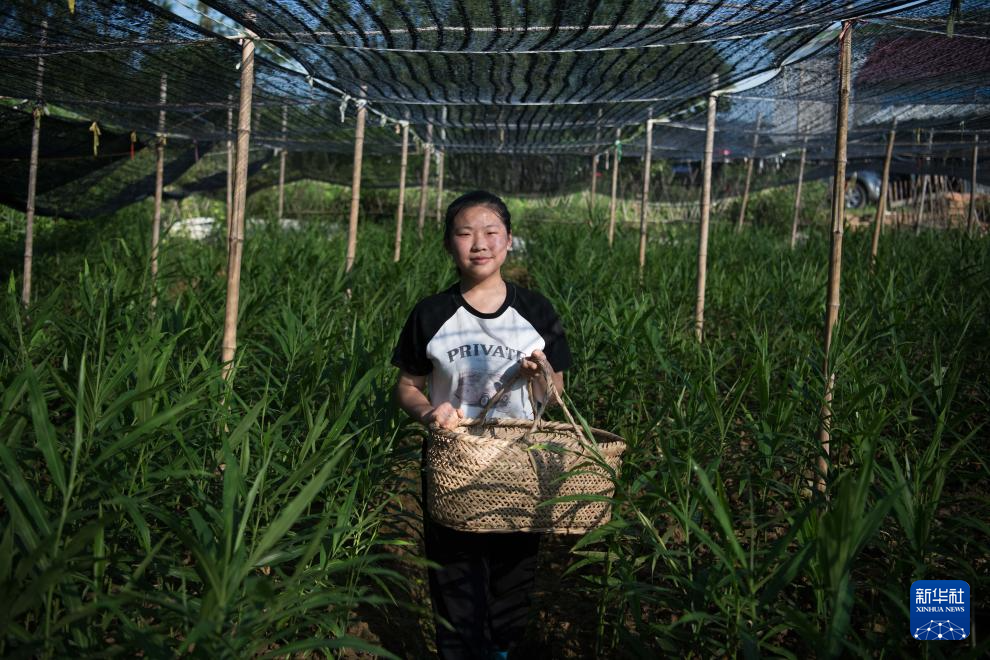 四季中国｜守护白姜的田间少女