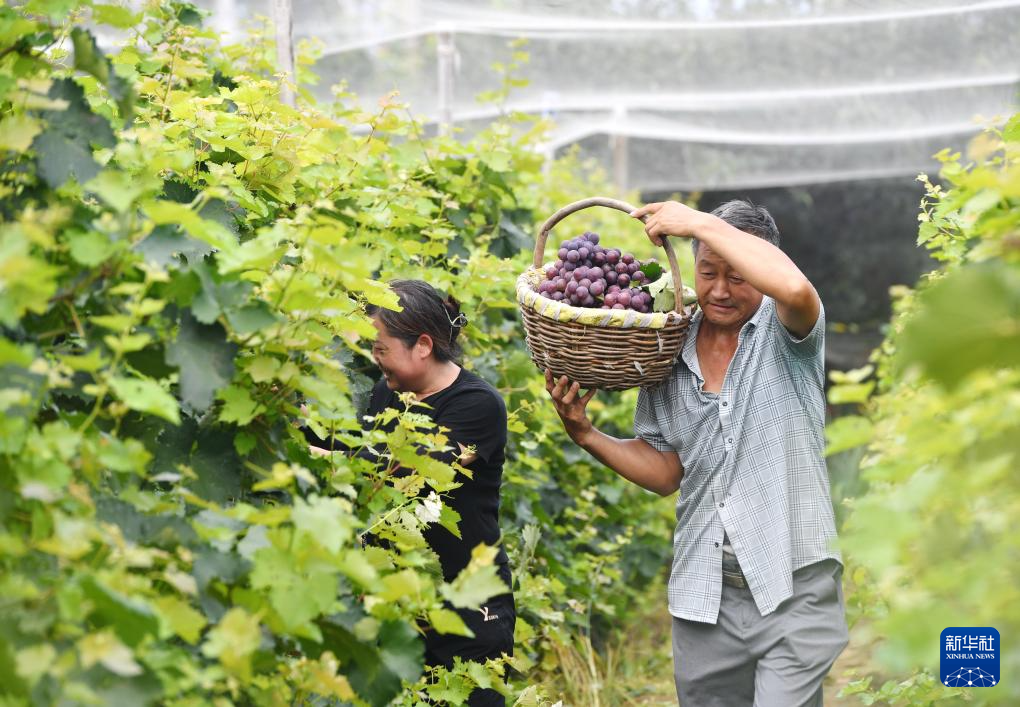 河北晋州：葡萄成熟季 果农采收忙