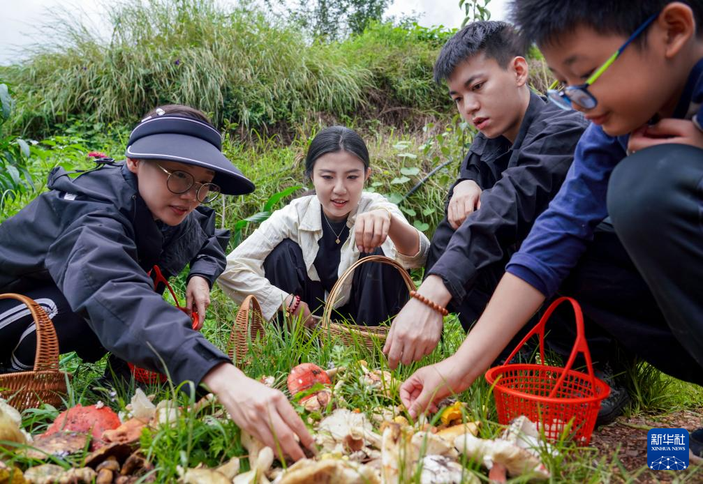 云南：山林采菌 避暑消夏